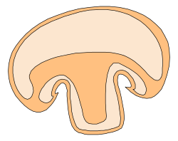 Mushroom Clipart - Elegant White Background Illustration