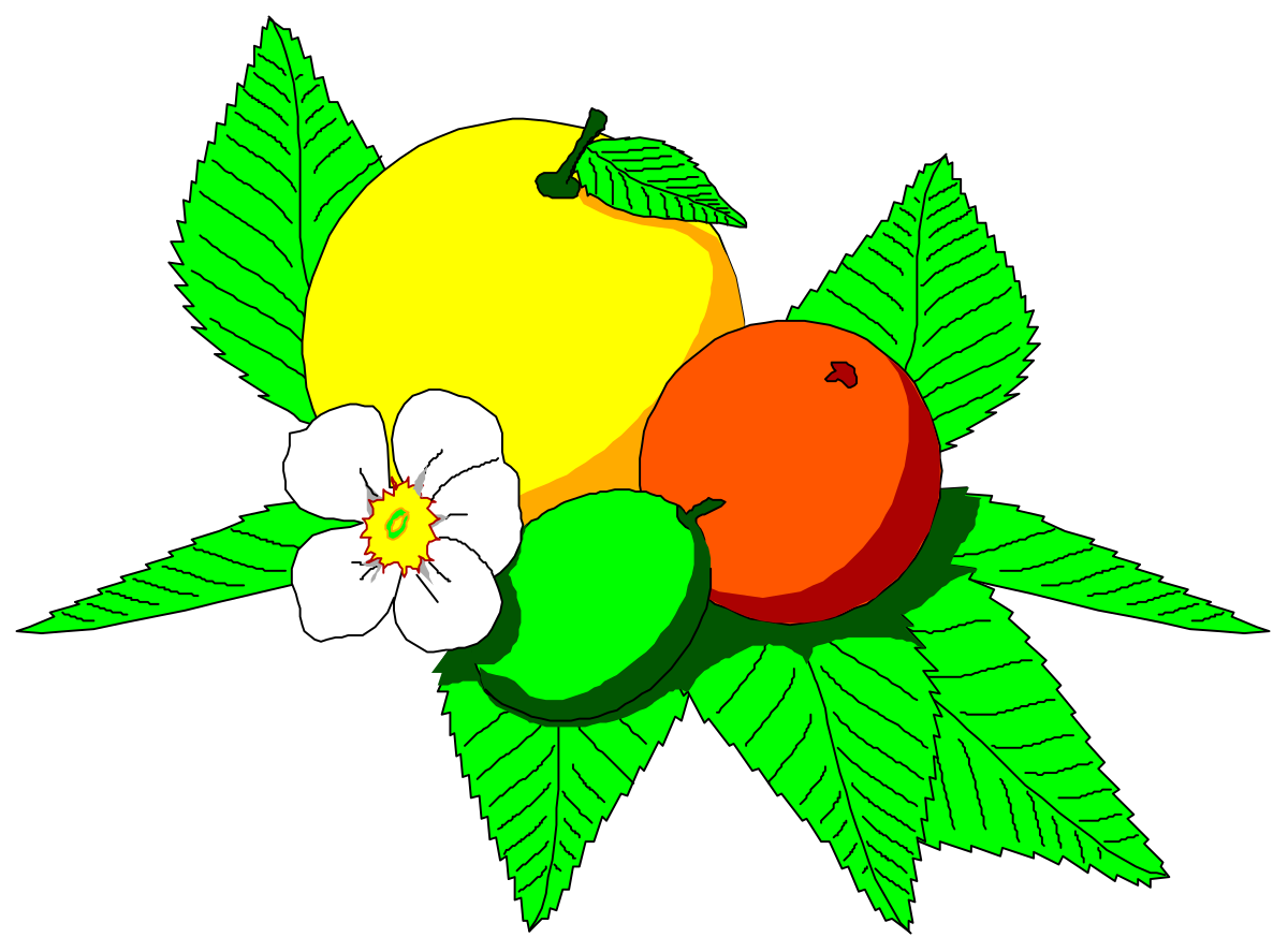 Fruit Clipart Collection - Vibrant and Delicious Illustrations of Fresh Produce