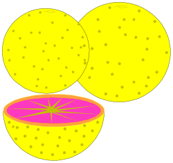 Yellow and Pink Cells Clipart - Vibrant Biological Illustrations