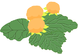 Orange Flowers Clipart Collection - Vibrant Floral Illustrations