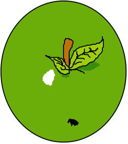 Hawaii Map Clipart: Vibrant Green Circle Design