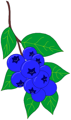 Blueberries with Leaves on Black Background - Fresh and Vibrant Clipart