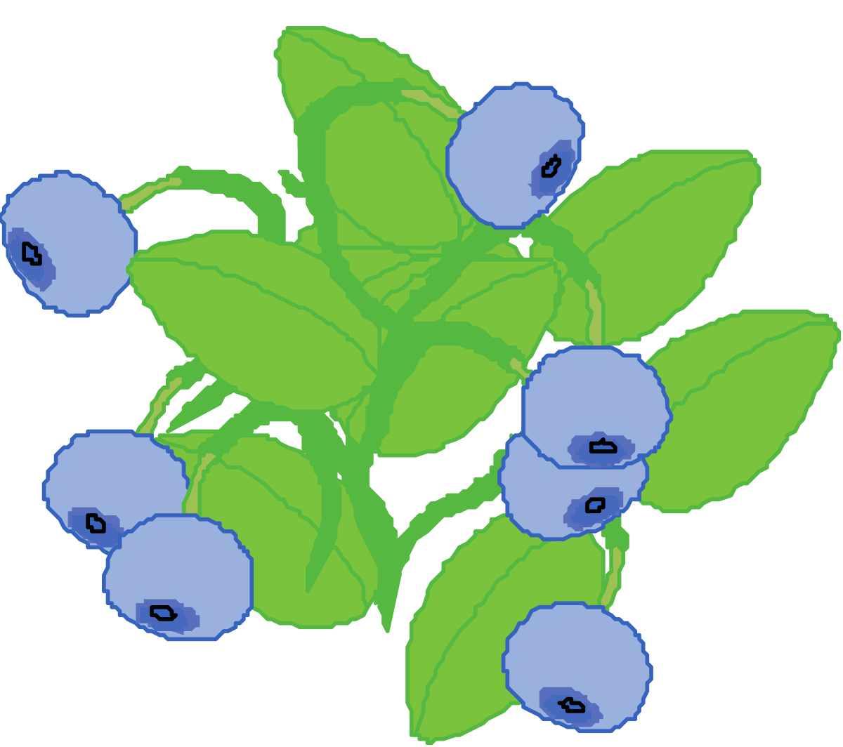 Blueberry Clipart: Fresh and Juicy Blueberry Illustrations for Your Projects