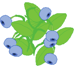 Blueberry Clipart: Fresh and Juicy Blueberry Illustrations for Your Projects