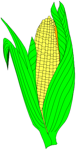 Corn Clipart on Black Background - Fresh and Vibrant Visuals
