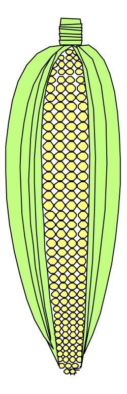 Corn Clipart: Vibrant Corn Illustrations for Your Projects