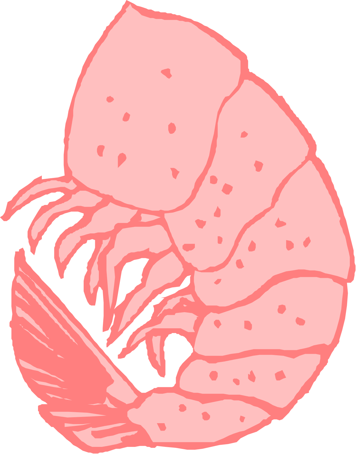 Pink Shrimp Clipart on Black Background - Vibrant Seafood Illustration