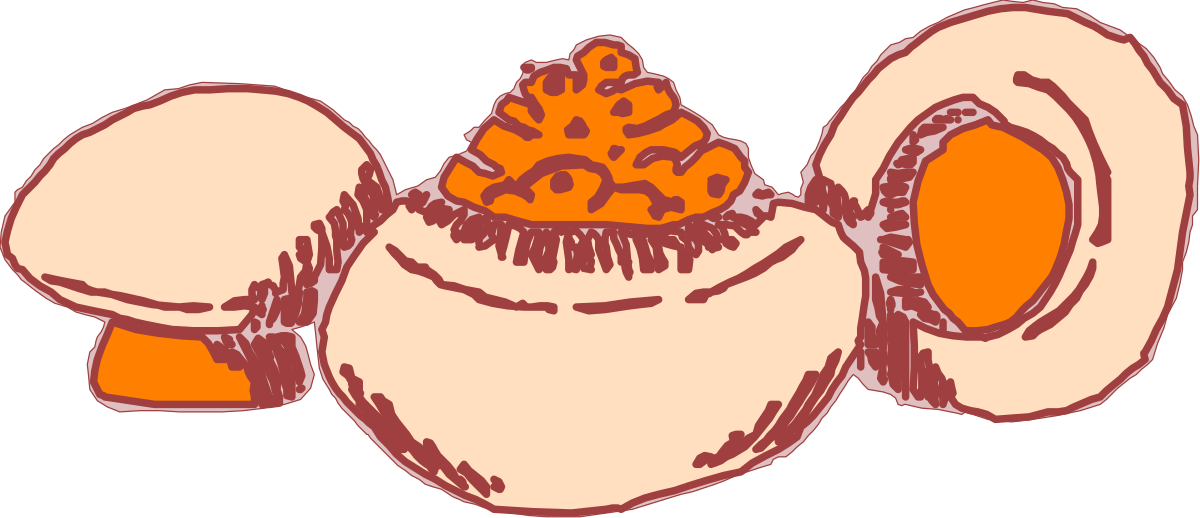 Egg Clipart: Half-Cut Egg for Culinary Illustrations
