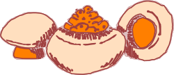 Egg Clipart: Half-Cut Egg for Culinary Illustrations