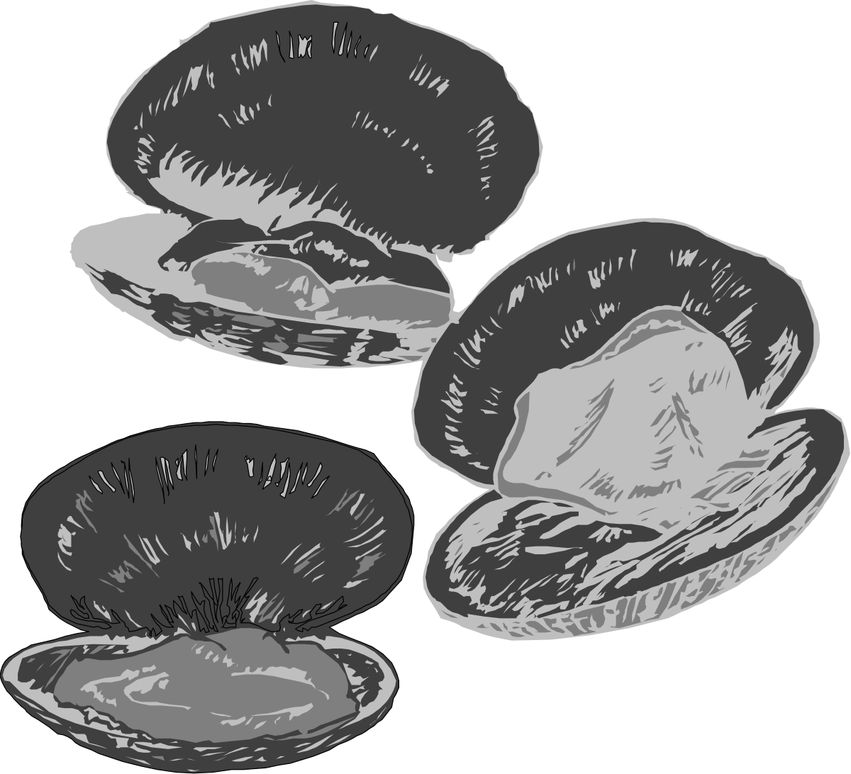 three oysters on a black background clip art png transparent Oysters Collection on Black Background – Stunning Clipart for Culinary Themes
