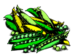 Green Peppers and Peppers Clipart Collection - Vibrant and Versatile Graphics