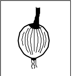 Onion Clipart: Black and White Illustration for Your Creative Projects