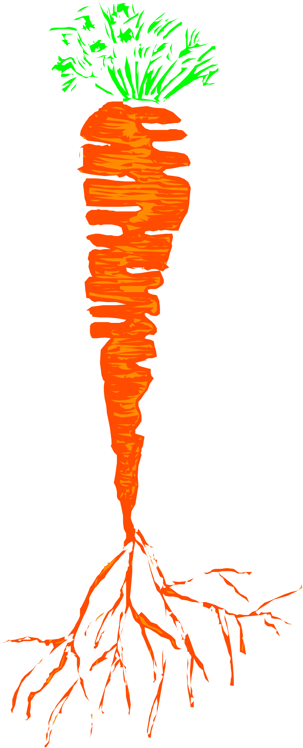 Carrot with Roots Clipart - Fresh Nutritional Illustration