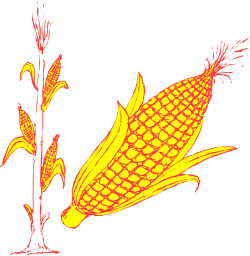 Corn Cob with Stem Clipart - High-Quality SVG Graphics