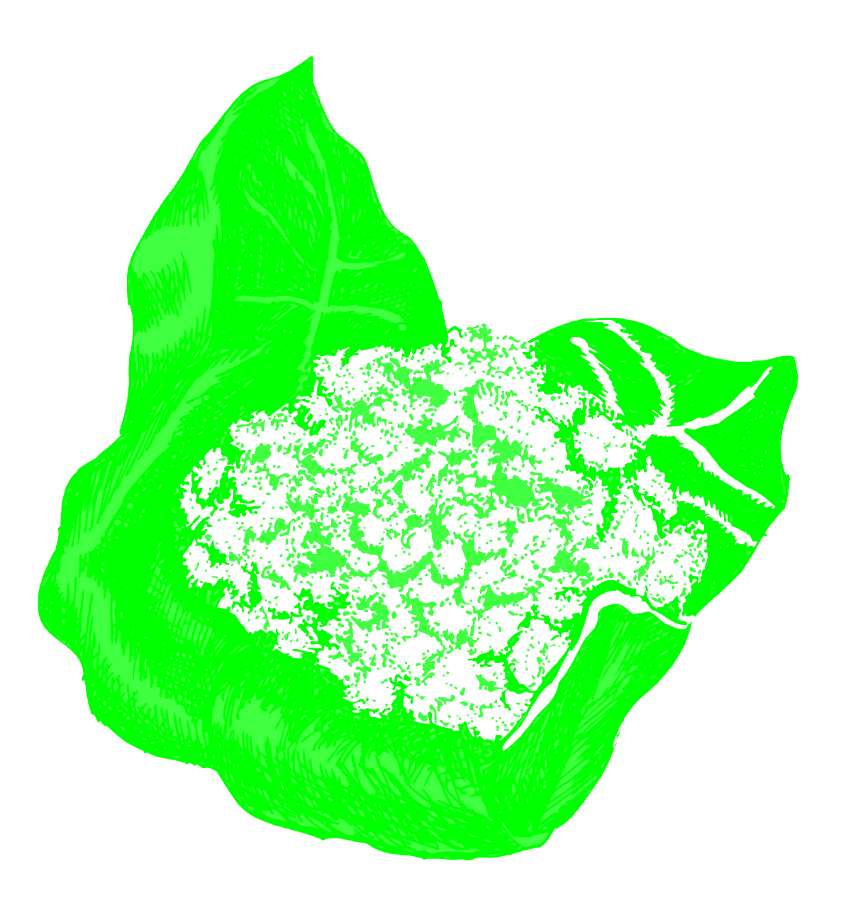 a green leaf with a black background clip art png transparent Green Leaf Clipart on Black Background - Nature Inspiration