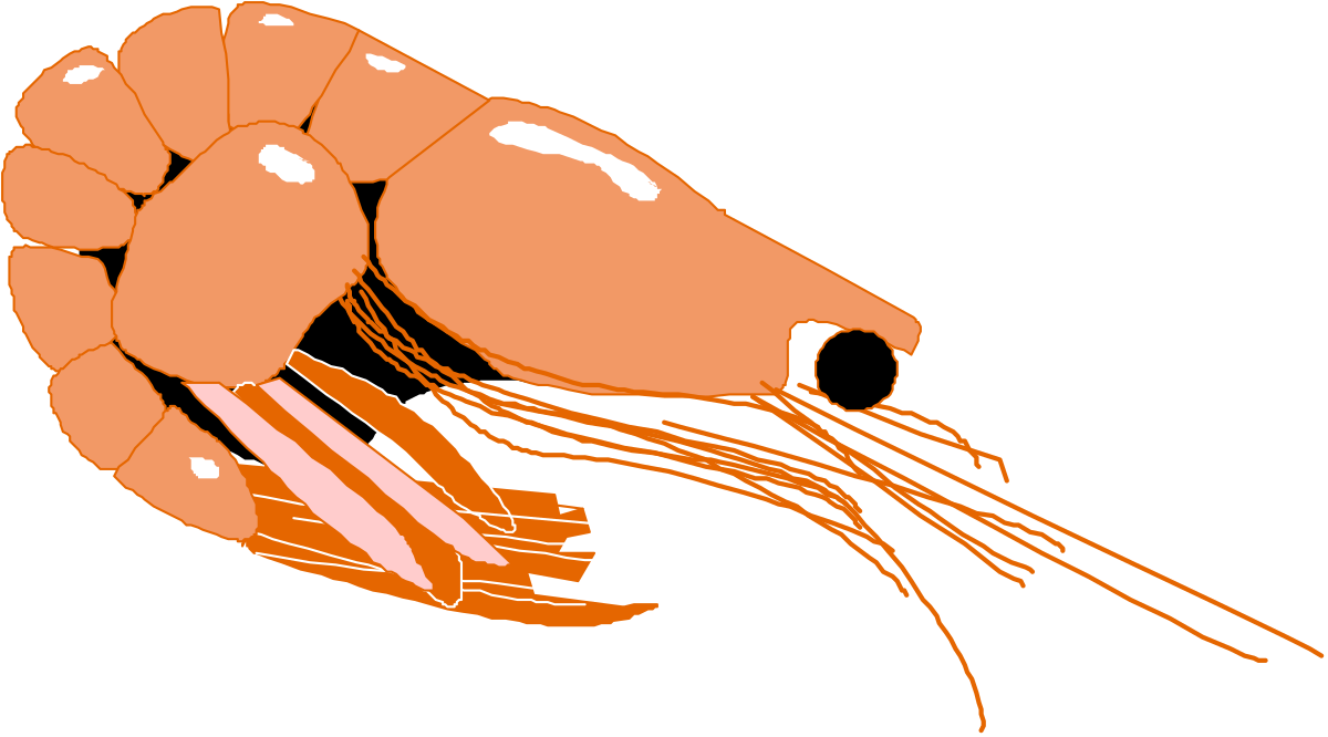 a shrimp with a long tentacles clip art png transparent Shrimp Clipart with Long Tentacles - Vibrant and Detailed Marine Illustration