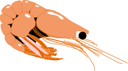 Shrimp Clipart with Long Tentacles - Vibrant and Detailed Marine Illustration