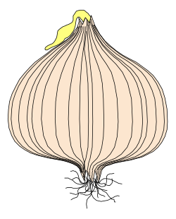 Garlic Clipart: Fresh, Flavorful, and Versatile Illustrations
