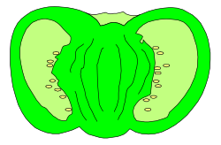 Green Pepper Clipart on Black Background - Vibrant and Fresh