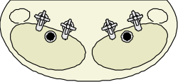 Kidneys Illustrations: Cross Section Clipart for Healthcare and Education